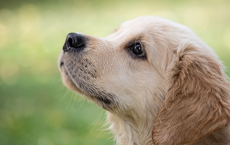 Renouvellement des médailles de chien